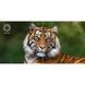 Портативний проектор AOpen Fire Legend QH31s Blue (MR.JYQ11.003) 1476175ua фото 14